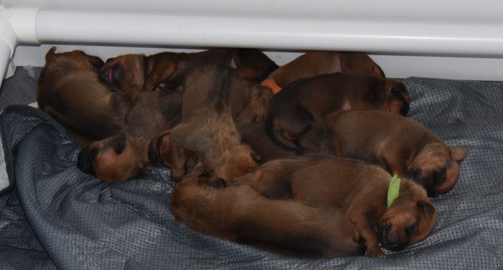 The Best Of Farmdream - Rhodesian Ridgeback - Portée née le 27/09/2025